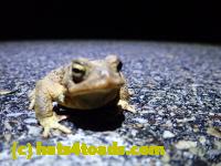 /home//u458753944/public_html/sourcegallery//Roxborough Toad Detour/2022/2022-03-07/P3070834.JPG
